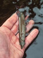 Fox Rage Ultra Natural Replicant Pike 25cm 132g 1/0