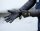 Black Cat Waterproof Gloves one size black