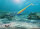 Balzer Shirasu Street Zander-Barsch Walker System, 3/0, 20g