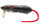 Spro BBZ1 Rat 50 ninja 13cm 64g F