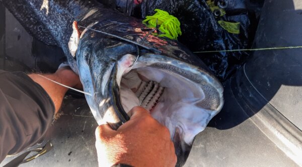 Black Cat Real WormTeaser 120g pink 2/0 5/0 100kg