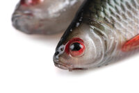 Fox Rage Ultra Natural Roach 18cm