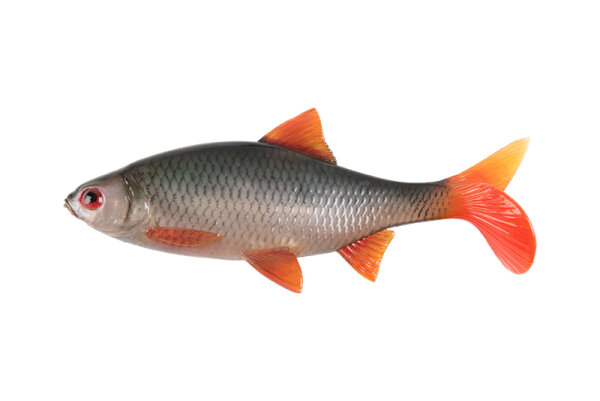 Fox Rage Ultra Natural Roach 14cm