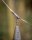 Fox Edges Natural Tubing Leadclipkit