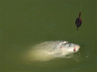 Delphin Method QUIX Feeder L / 70g