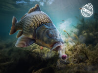 DELPHIN D SNAX SHELL Köder 10mm/30g Scopex...