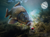 DELPHIN D SNAX SHELL Köder 10mm/30g Rum – Cola...