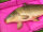 DELPHIN Abhakmatte mit Seitenwänden Delphin DUOMAT QUEEN WOW 90x40x10 cm