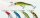 Lineaeffe Moray Minnow 7cm 5,5g Col.4