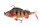 Fox Rage Replicant Perch SN 18cm 85g Natural