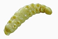 Berkley Bio Naturk&ouml;der Sparkle Honey Worm yellow 55...