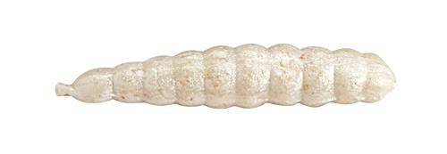 Berkley Gulp Alive Honey Worm White 25 Stück