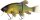 Quantum Freak of Nature Hybrid green tench 175g 23cm