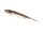 Fish Arrow Flash J Pin 4inch Wakasagi/Silver