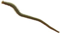 Berkley Gulp Alive Sandworm camo 15cm 28 Stück