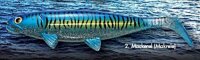 Jackson The Sea Fish 30cm Mackerel (Makrele)