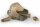 Fox Matrix Pellet Feeder medium 30g