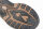 Fox Flip Flop camo/khaki Gr.44/10