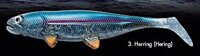 Jackson The Sea Fish 30cm Herring (Hering)
