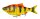 Savage Gear 4D LINE THRU ROACH 18CM 80G SLOW SINK GOLDEN AMBULANCE