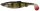 Savage Gear LB 4D HERRING SHAD 9CM 5G PERCH