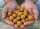 Vitalbaits Boilies Banana GLM 24 mm  1 kg