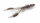 Nays Creaturebait CRTR 4.0 inch C-14
