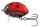 Salmo Ladybird LIL´BUG