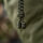 M-Tac Knife Lanyard Loopy Snake Skull Olive