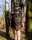 Fox LW Khaki Combat Short MEDIUM